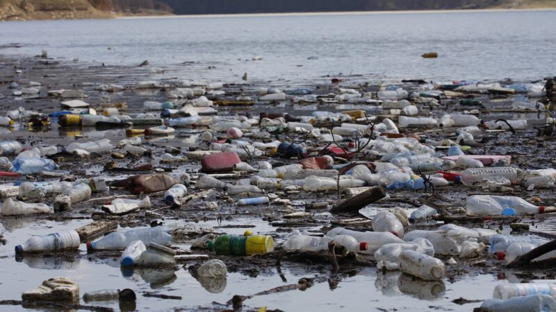 Plastisfera: Uma mancha de lixo virou um ecossistema no oceano