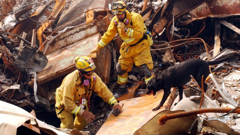 Heróis de quatro patas: os cães de resgate do 11 de setembro