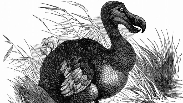 Cientistas renovam esperança para trazer de volta o dodô