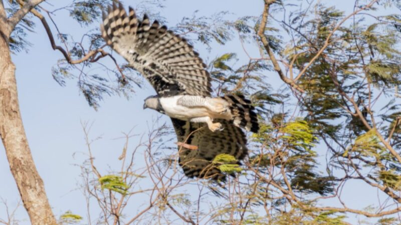 Ave rara volta a se reproduzir no Pantanal após mais de 10 anos