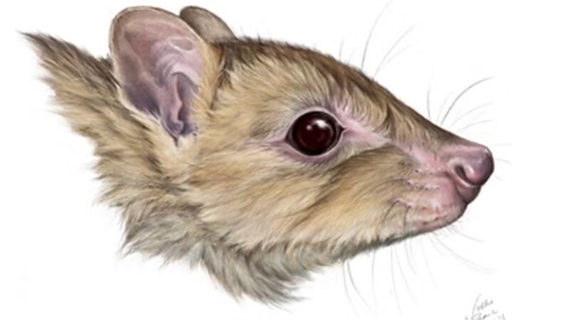 Espécie de marsupial descoberta na Austrália pode já estar extinta