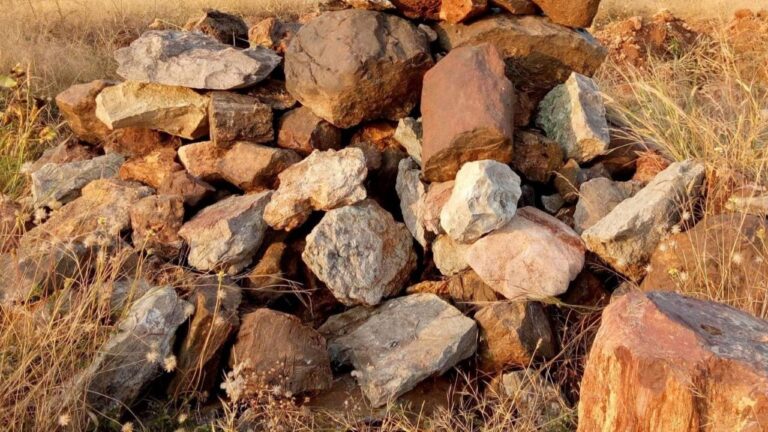 Ninhada de ovos fossilizados surpreende especialistas na Índia
