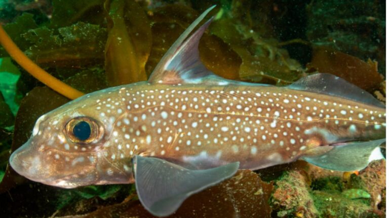 Peixe das profundezas acasala com dentes na testa, diz estudo