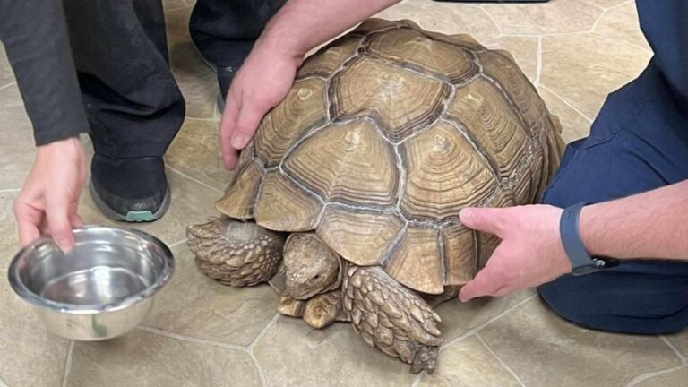 Tartaruga perdida enorme é encontrada nos EUA