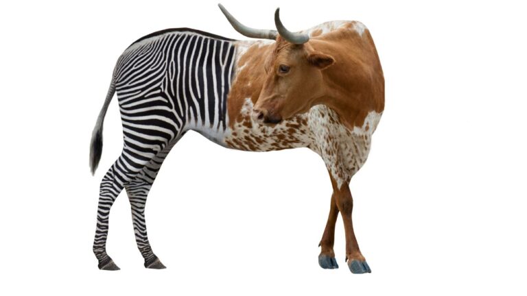 Cientistas pintam listras de zebras em vacas e vencem prêmio