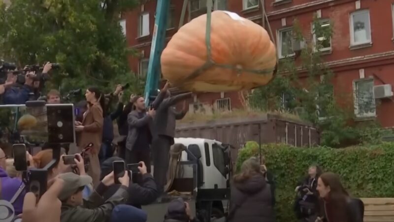 Com quase uma tonelada, abóbora gigante é erguida em festival na Rússia