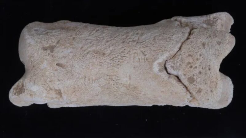 Apito ‘policial’ de osso de 3.300 anos é descoberto no Egito