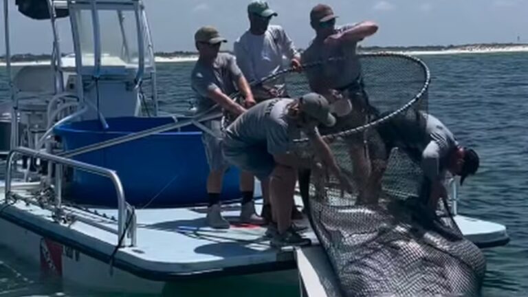 Vídeo de captura de arraia gera revolta e mudanças na lei nos EUA
