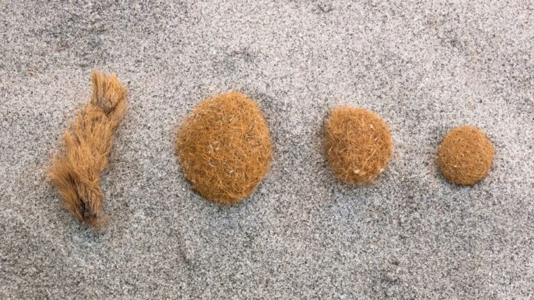 Misteriosas “bolas de Netuno” surgem em praias do Mediterrâneo