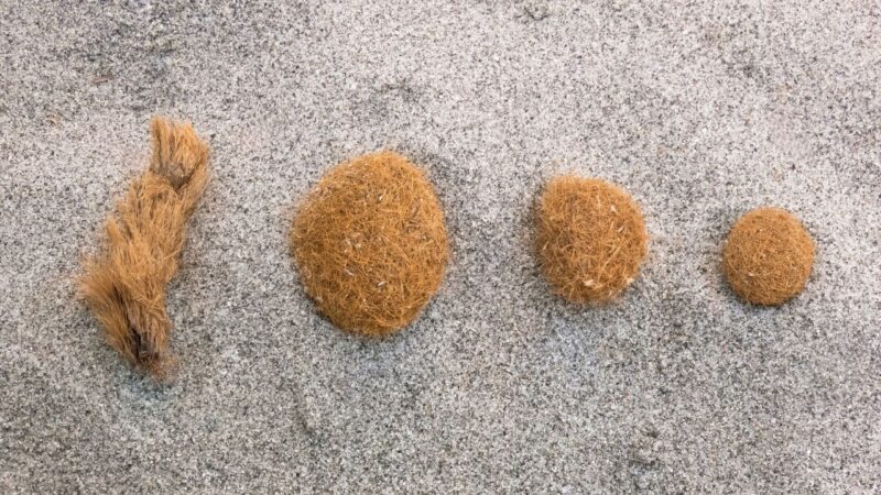 Misteriosas “bolas de Netuno” surgem em praias do Mediterrâneo
