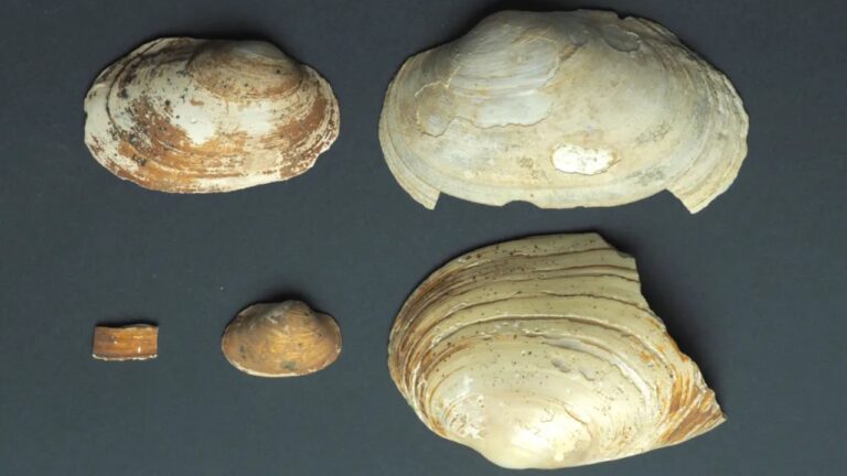 Conchas de moluscos revelam mais sobre vida, rituais e crenças no antigo Egito