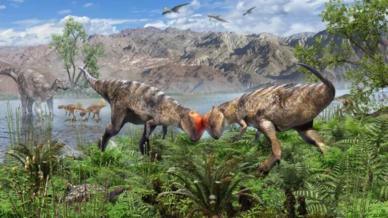 Descoberta na Mongólia revela dinossauros com ‘capacete ósseo’