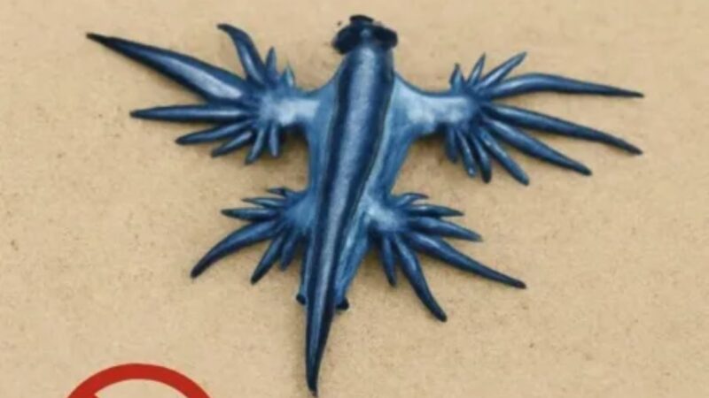 Espanha aciona alerta após ressurgimento de dragão azul venenoso no litoral