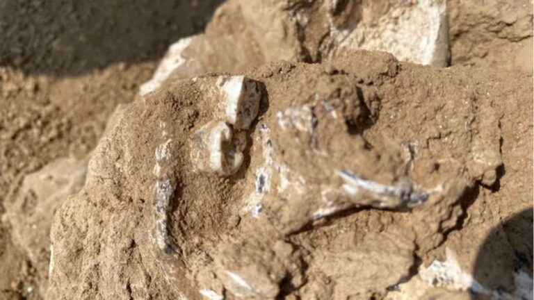 Novos fósseis podem redefinir a evolução do Homo Erectus