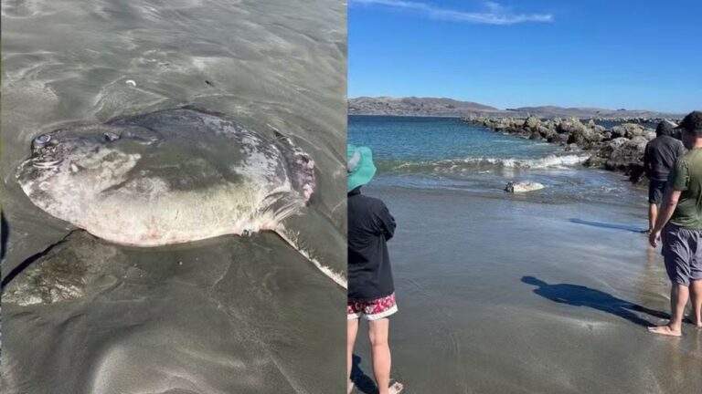 Raro peixe-lua de quase 2 metros é encontrado em praia nos EUA