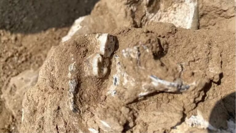 Mandíbula encontrada na Geórgia pode ser a mais antiga evidência de espécie humana ancestral