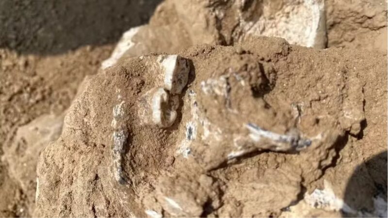 Mandíbula encontrada na Geórgia pode ser a mais antiga evidência de espécie humana ancestral