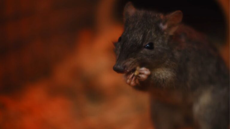 Espécie de marsupial recém-descoberta pode já estar extinta