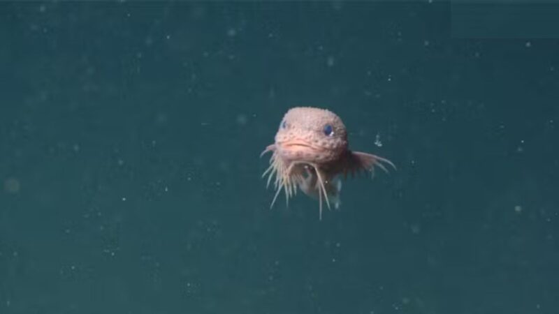 Peixe abissal encontrado nos EUA surpreende por ser fofo; confira vídeo