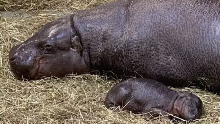Zoológico dos EUA celebra nascimento histórico de hipopótamo