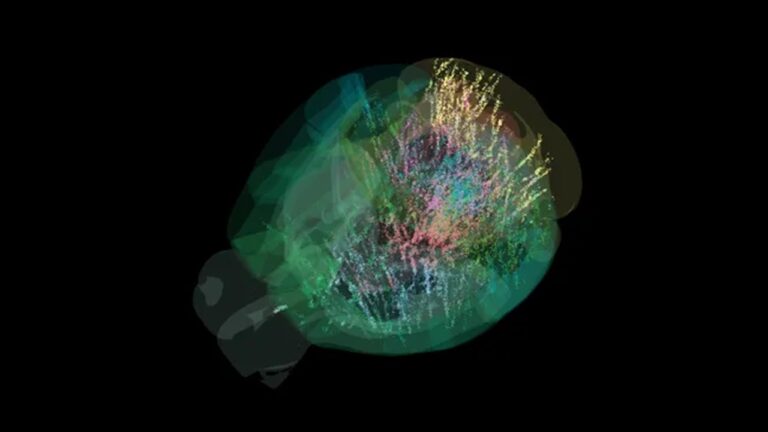 Mapa de células cerebrais revela como o cérebro toma decisões