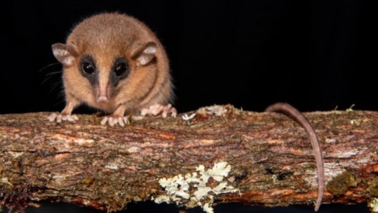Nova espécie de marsupial é encontrado em floresta no Peru
