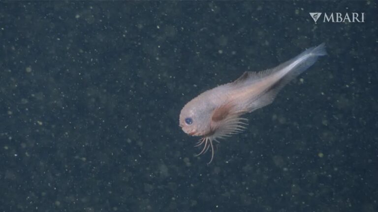 Cientistas identificam nova espécie de peixe-caracol