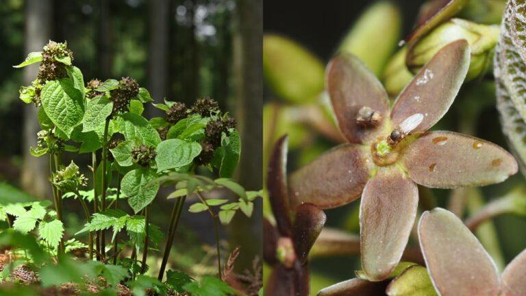 Planta imita odor de formigas para atrair polinizadores; entenda!