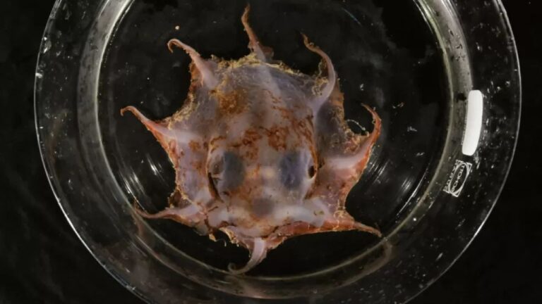 Cientistas descobrem polvo de olhos gigantes na Austrália