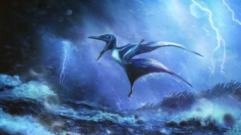 Paleontólogos revelam como pterossauros bebês morreram
