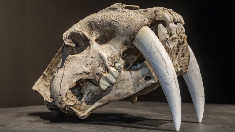 Fóssil de tigre dente-de-sabre é descoberto após 32 mil anos