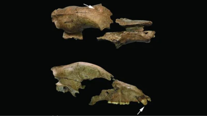 Crânio de urso de batalha de gladiadores romanos é descoberto na Sérvia