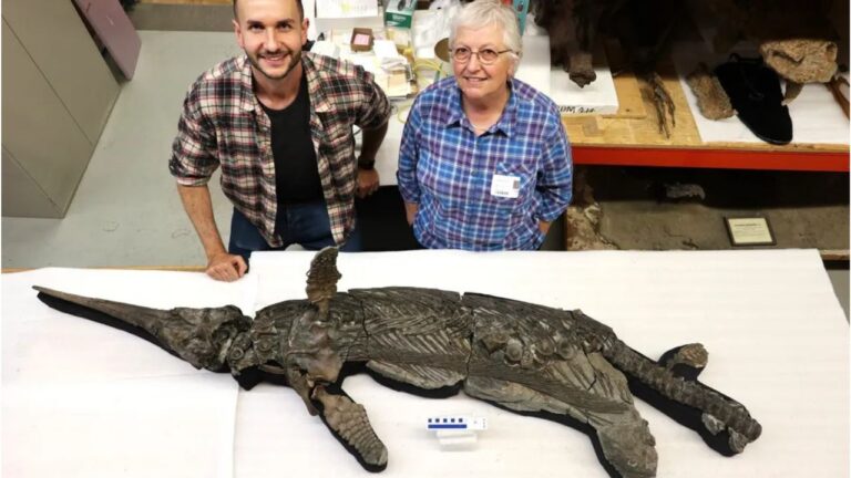 Fóssil de réptil marinho recém-descoberto pode ajudar a resolver mistério evolutivo
