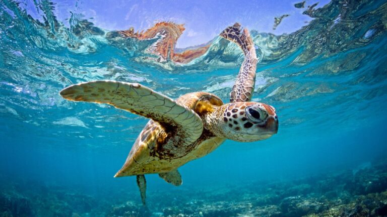 Tartaruga verde deixa lista de espécies ameaçadas de extinção