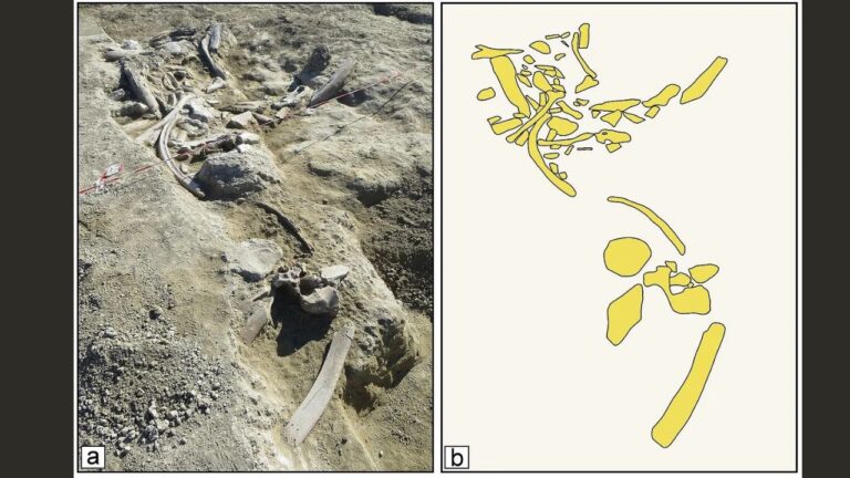 Humanos primitivos caçaram elefantes e transformaram seus ossos em ferramenta