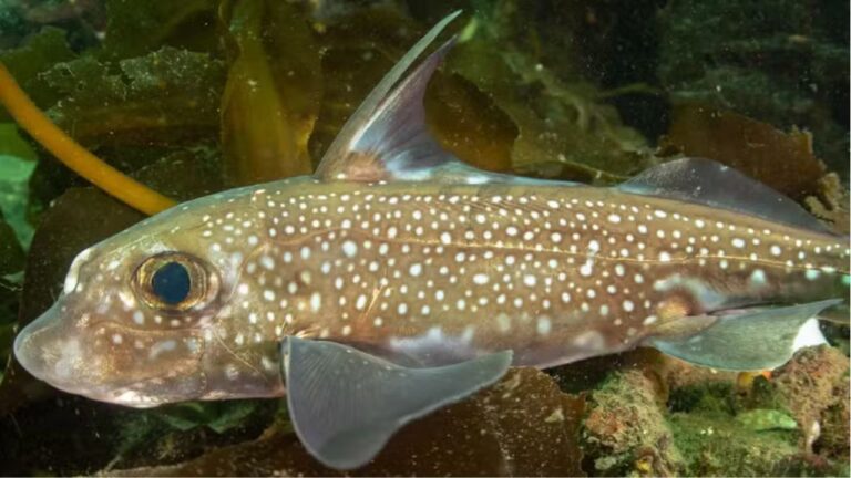 Cientistas descobrem peixe com dentes que saem da testa