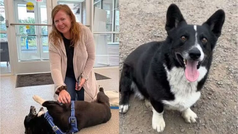 Cão desaparecido é encontrado a 3.200 km de casa três meses após sumiço