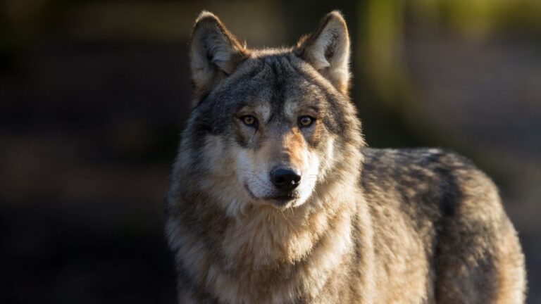 Comportamento de lobos canadenses surpreende cientistas