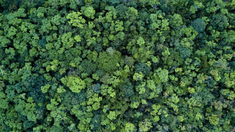 Jovem é resgatado dez dias após se perder em floresta na Tailândia