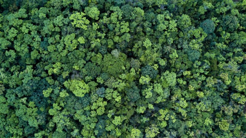 Jovem é resgatado dez dias após se perder em floresta na Tailândia