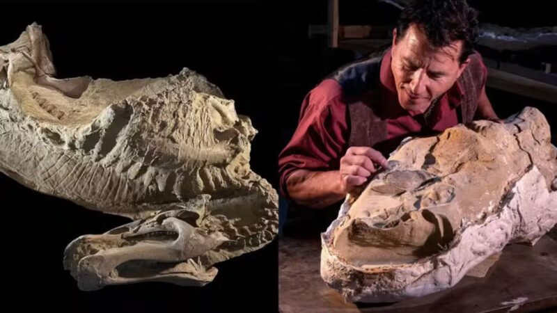 Fósseis de dinossauros com mais de 66 milhões de anos são encontrados nos EUA