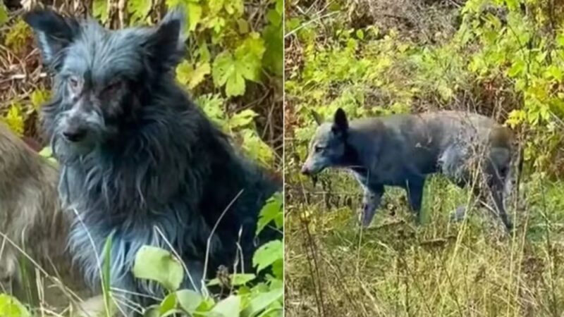 Cães que vivem na região de Chernobyl surgem misteriosamente com a pelagem azul