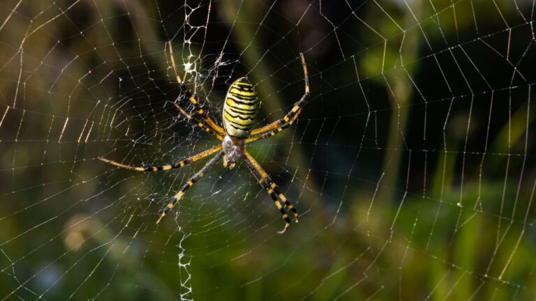 O que significam as geometrias das teias de aranha?