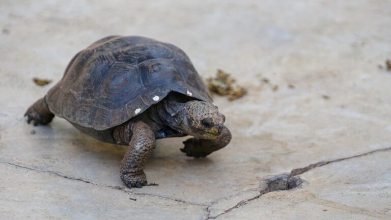 Tartarugas-gigantes voltam a habitar Galápagos após um século