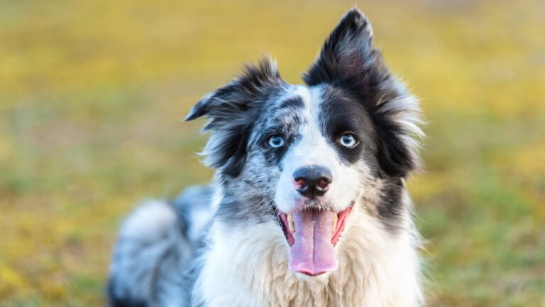 Cães ‘superdotados’ associam palavras à função dos objetos