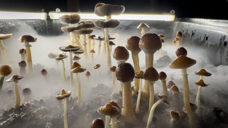 Fungos podem ter sido a chave para o sucesso da vida terrestre, diz estudo