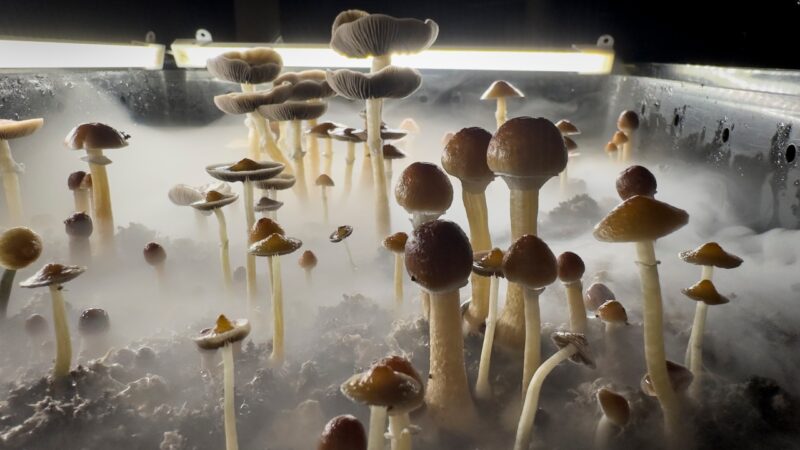 Fungos podem ter sido a chave para o sucesso da vida terrestre, diz estudo
