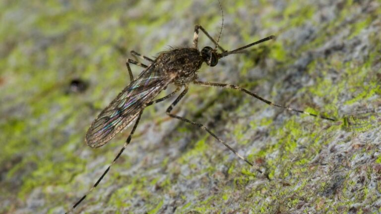 Mosquitos são encontrados pela primeira vez na Islândia