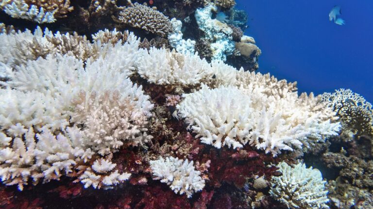 Terra atinge primeiro ponto de inflexão climático, alerta relatório