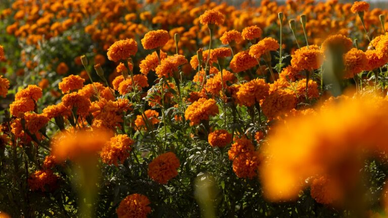 Cempasúchil, flor símbolo do Dia dos Mortos, pode desaparecer